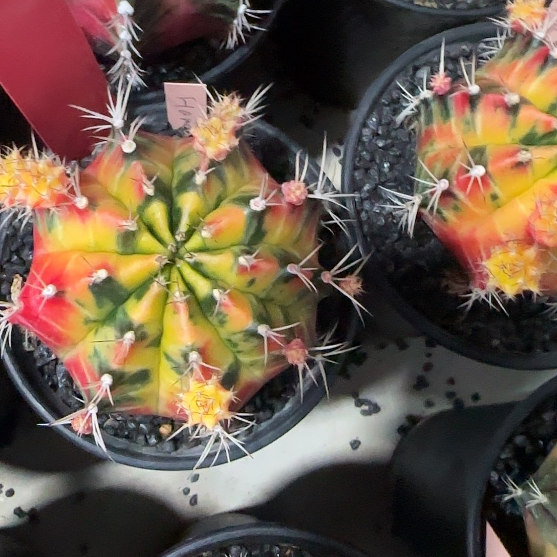 L604-1225泰国发货 hanabi