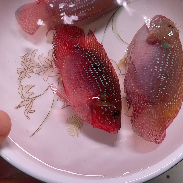 鹦鹉鱼红宝石3条当中备损1条