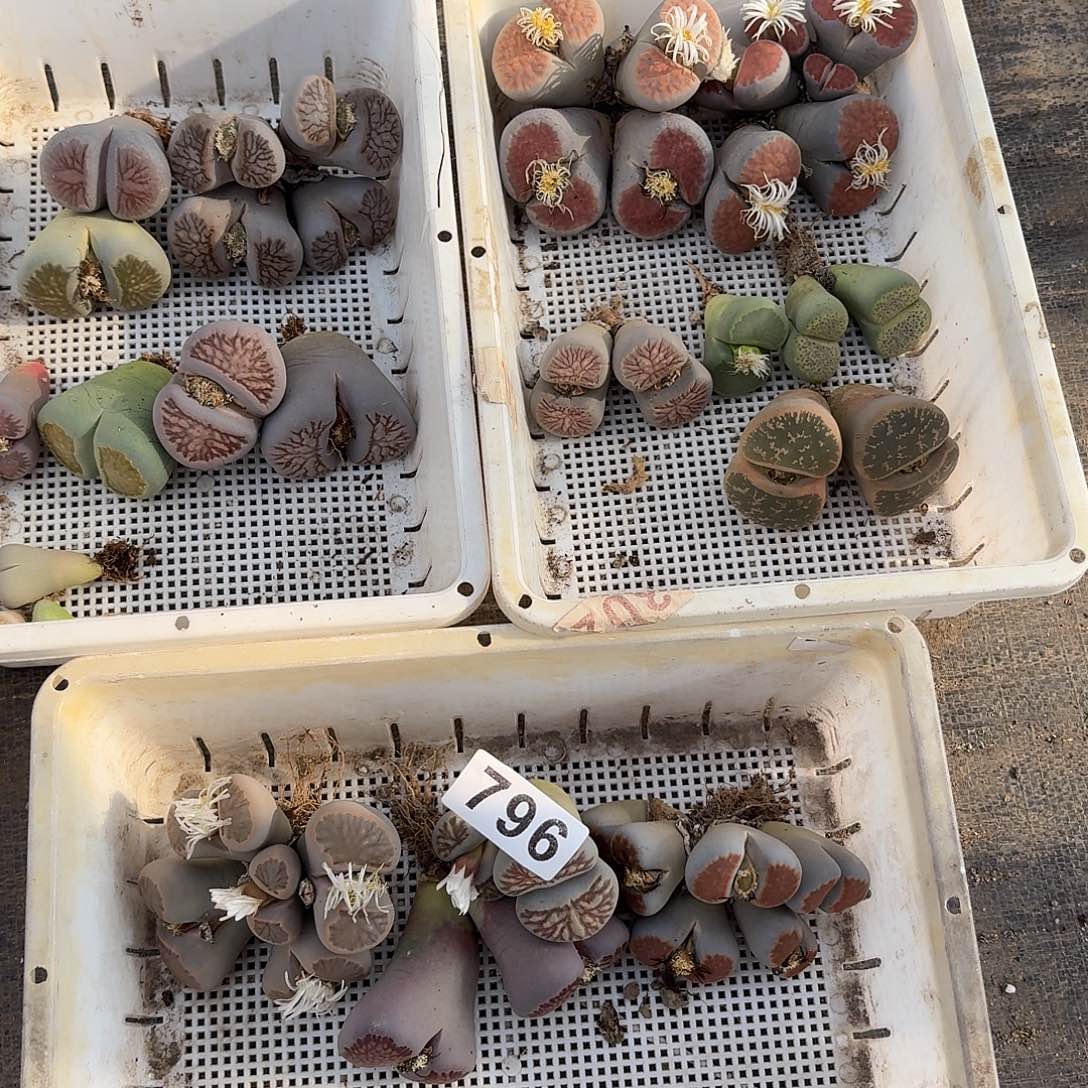 可***燚生石花一物一拍19颗796