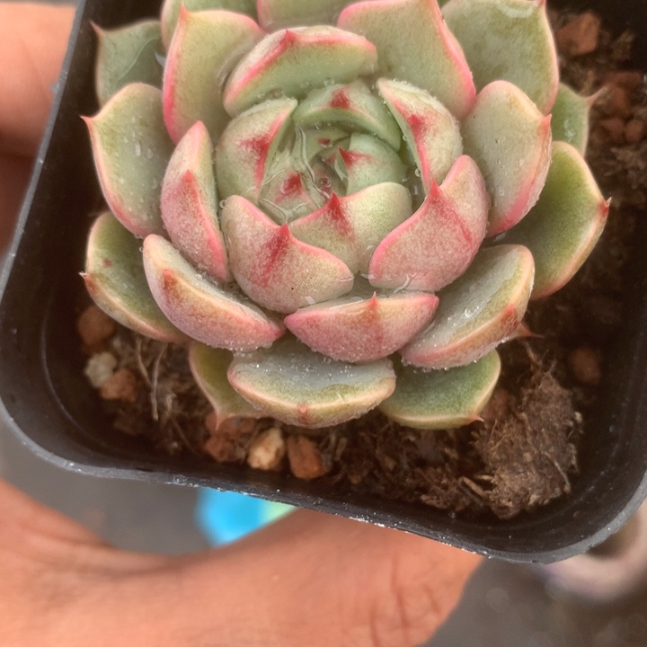 笨巴蒂斯。（满9.99包邮不满9.99发叶子）