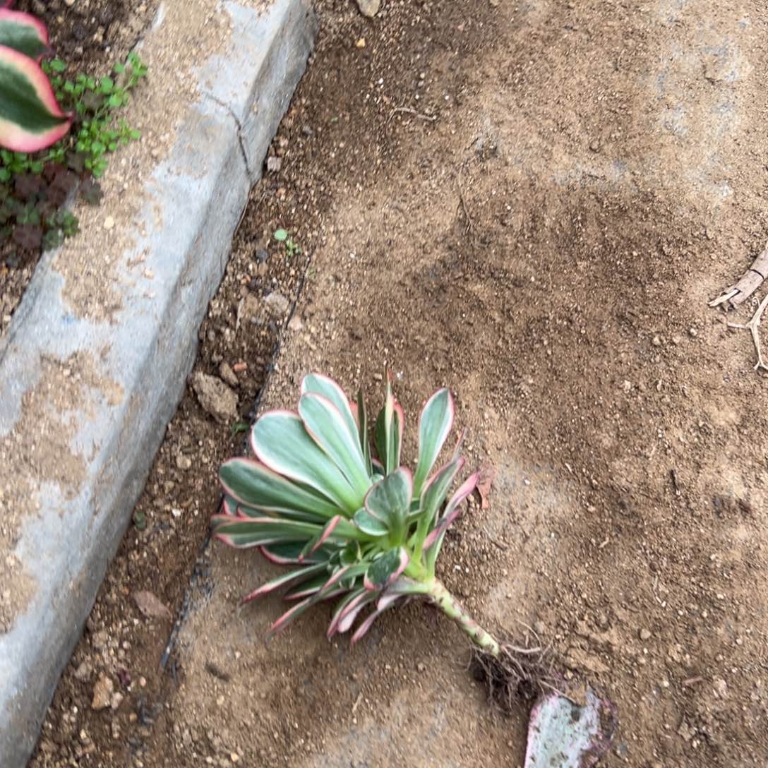 自**翔纳福捧花2多肉多肉多肉多肉