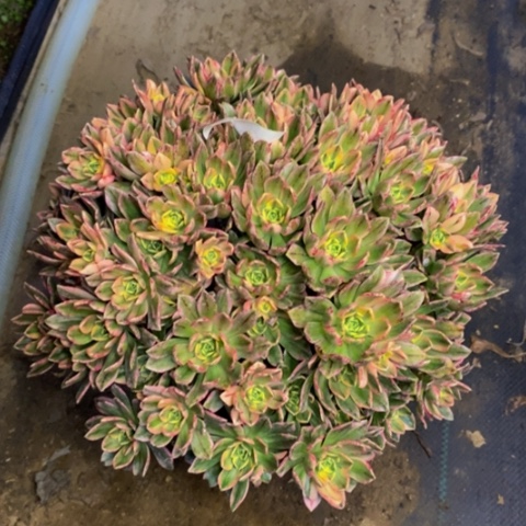 甜茶多肉植物5363