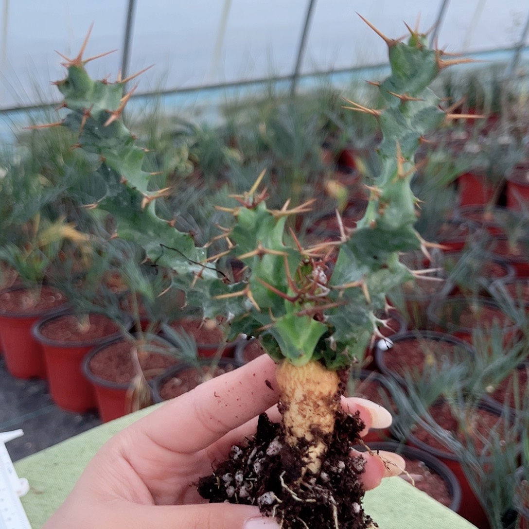 多肉植物多肉植物