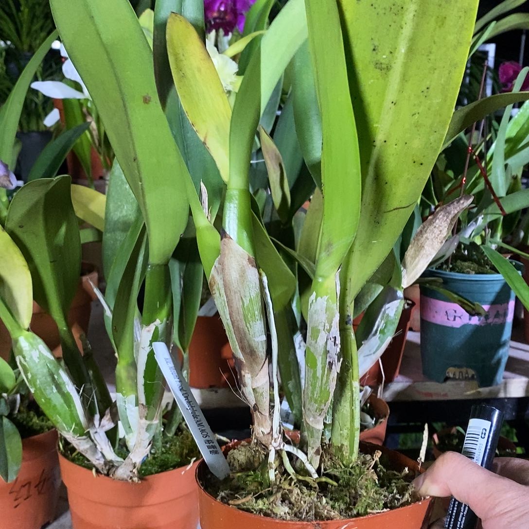 当前无花朵，栽培后可花朵丸**么格蕾德