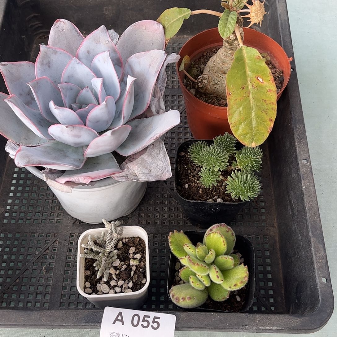 多肉055多肉植物，
