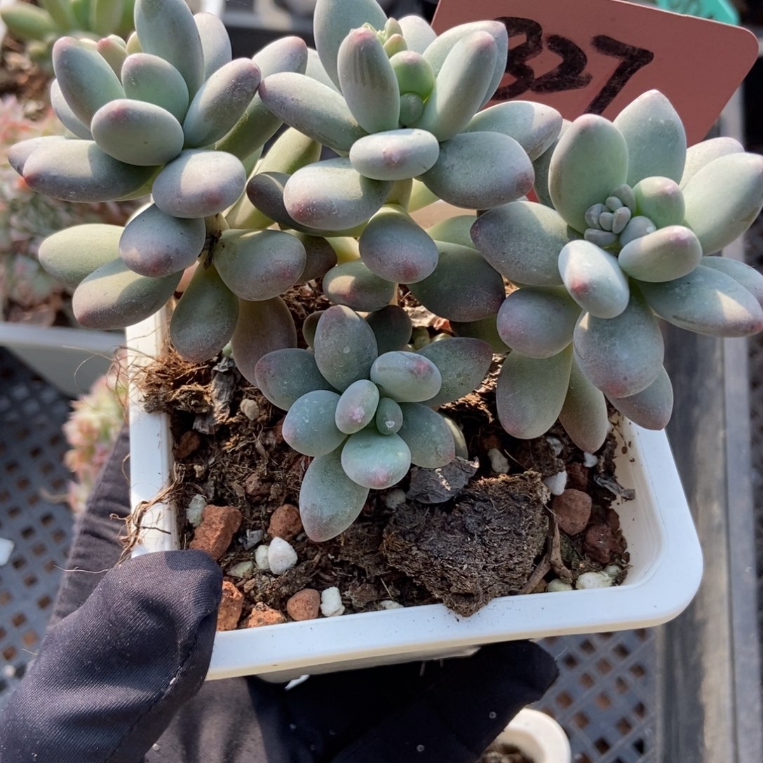 827苹果奶多肉植物