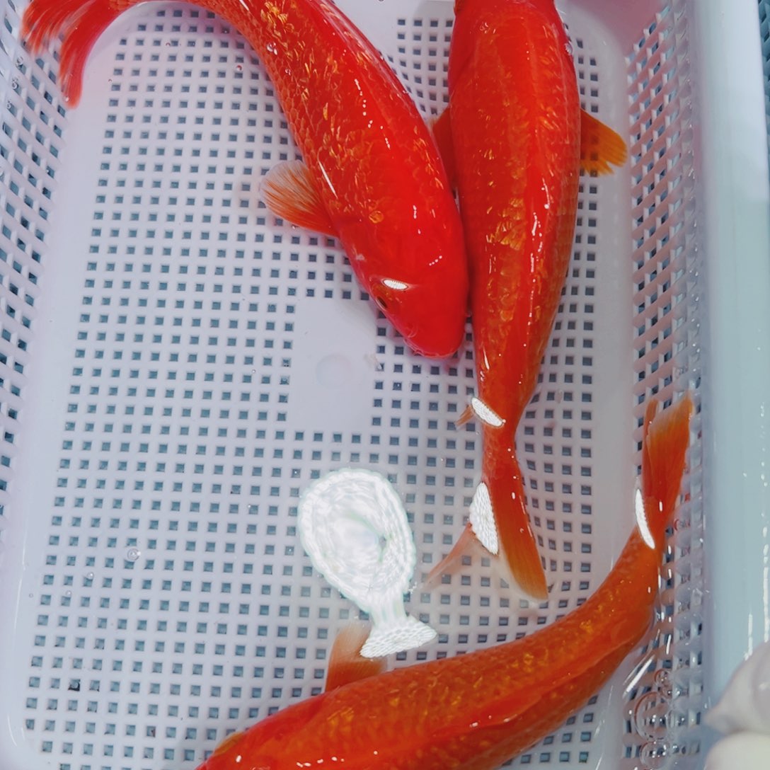 锦鲤锦鲤冷水鱼观赏