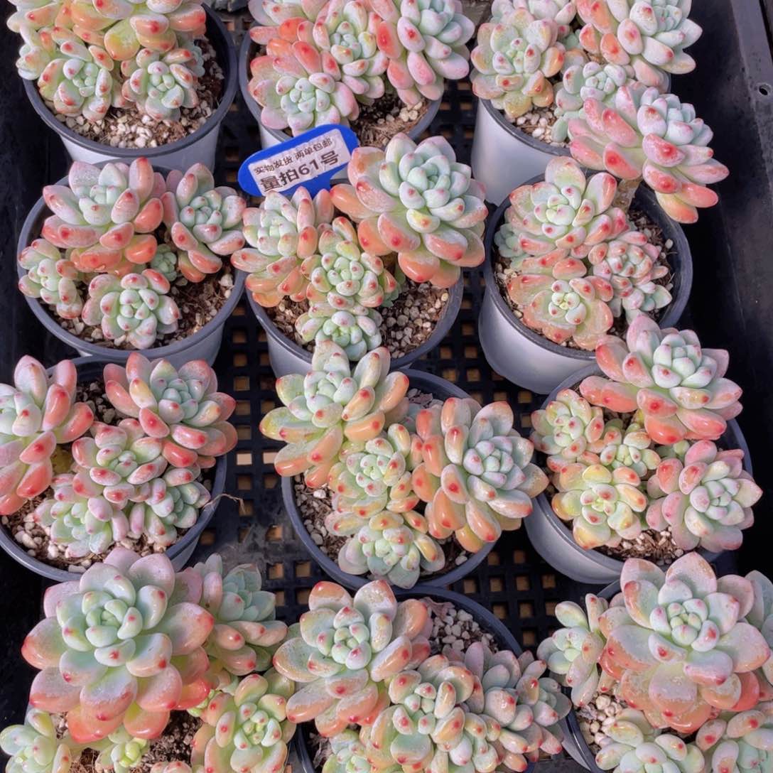 量拍61号 果冻胭脂劳尔大群生一个