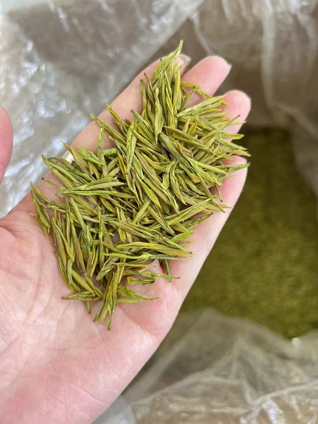 N88奶白茶    2025新茶安吉本地奶白黄金芽