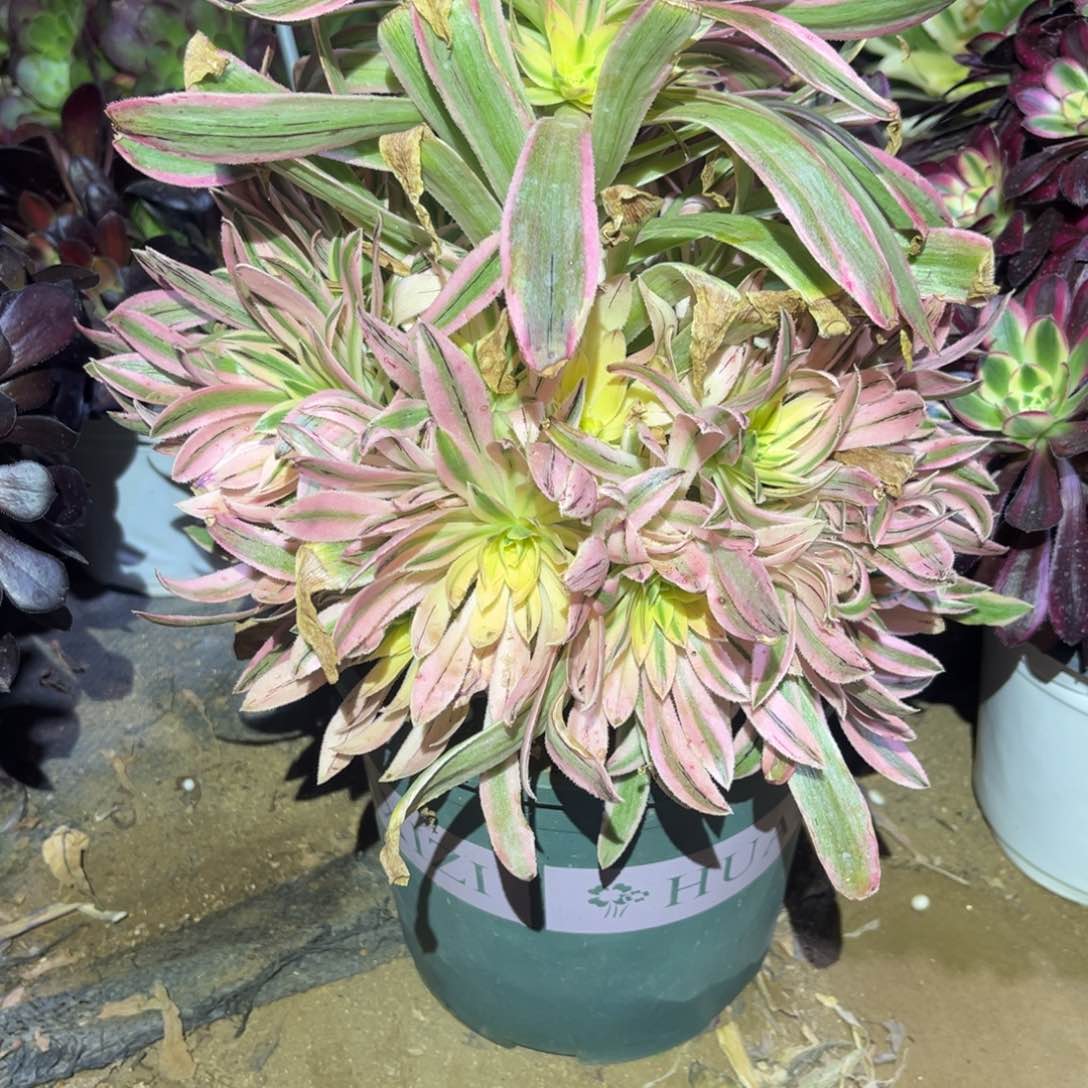 夕颜法师456号法师