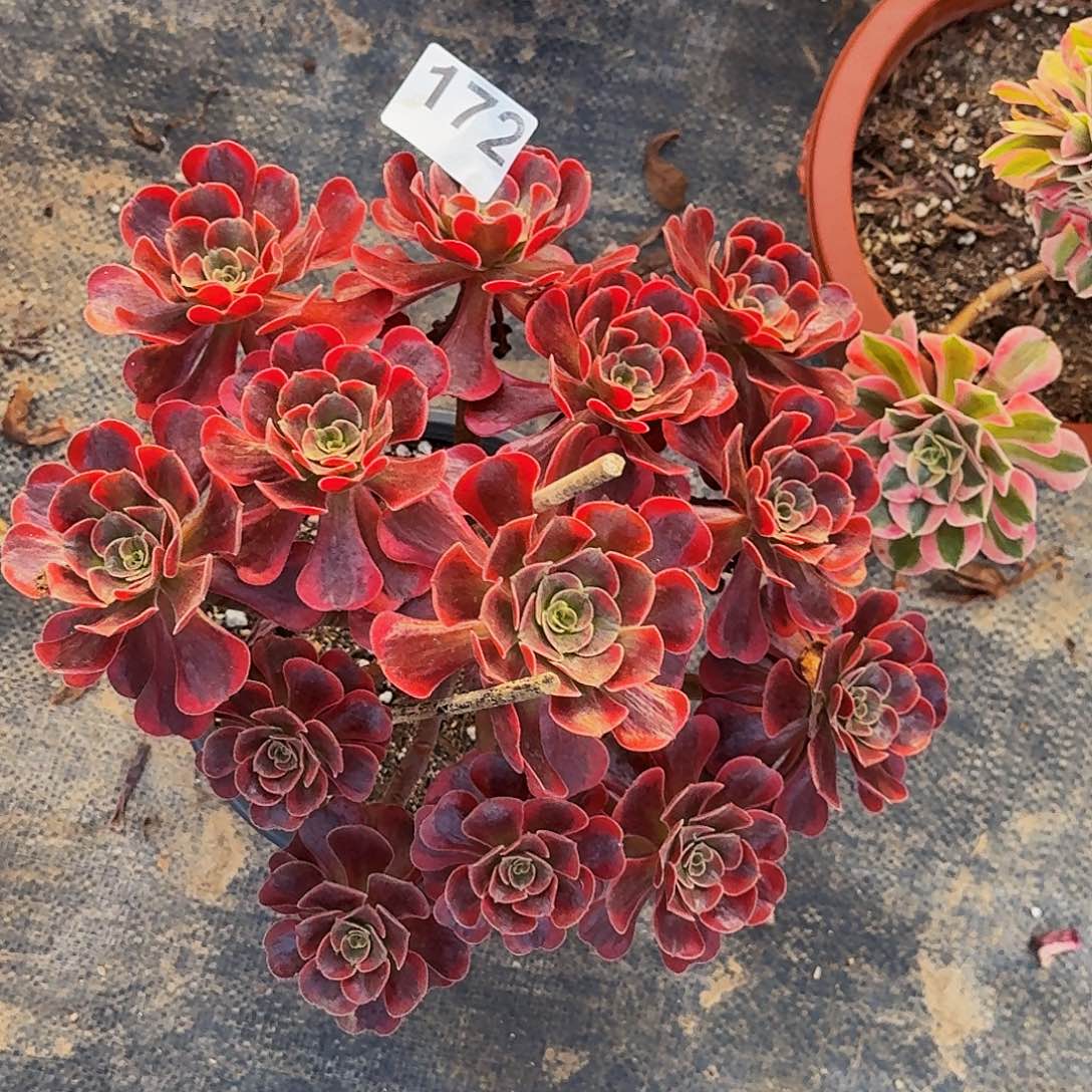 172爱神法师植物多肉