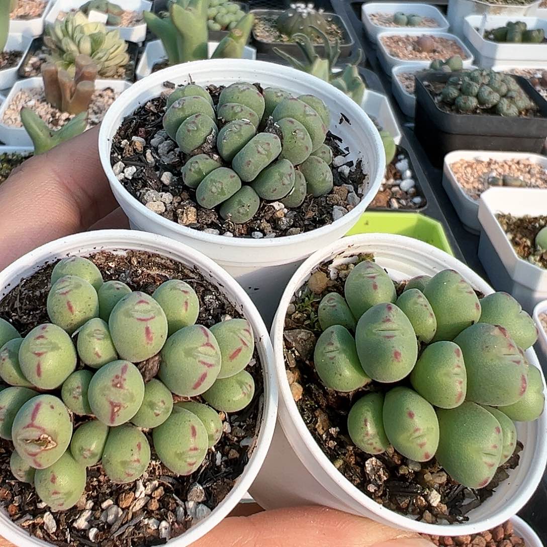 三盆 实生口笛 多肉肉锥