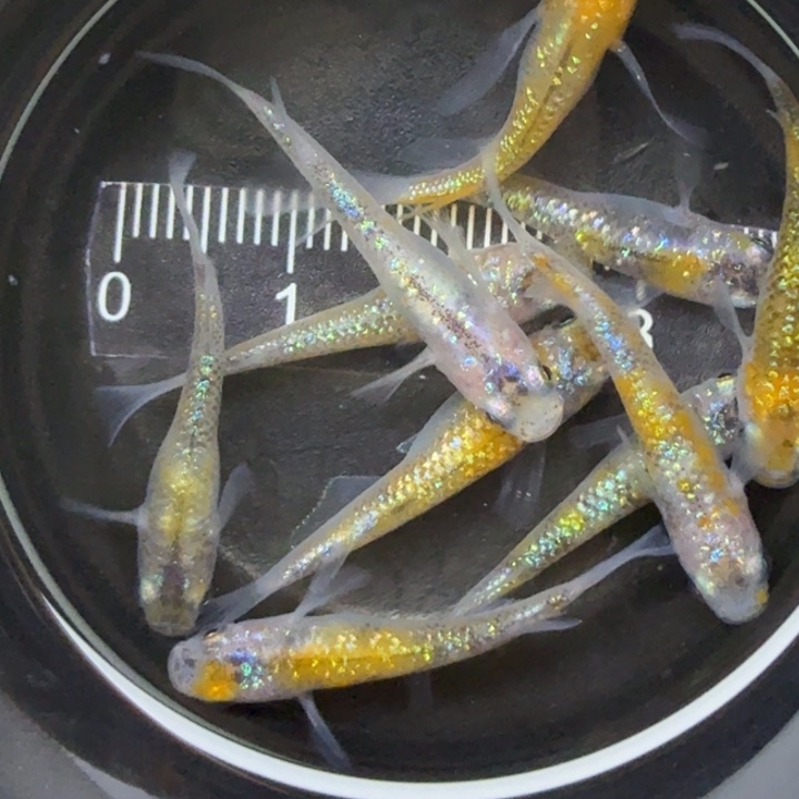 青鳉鱼月神21号青鳉