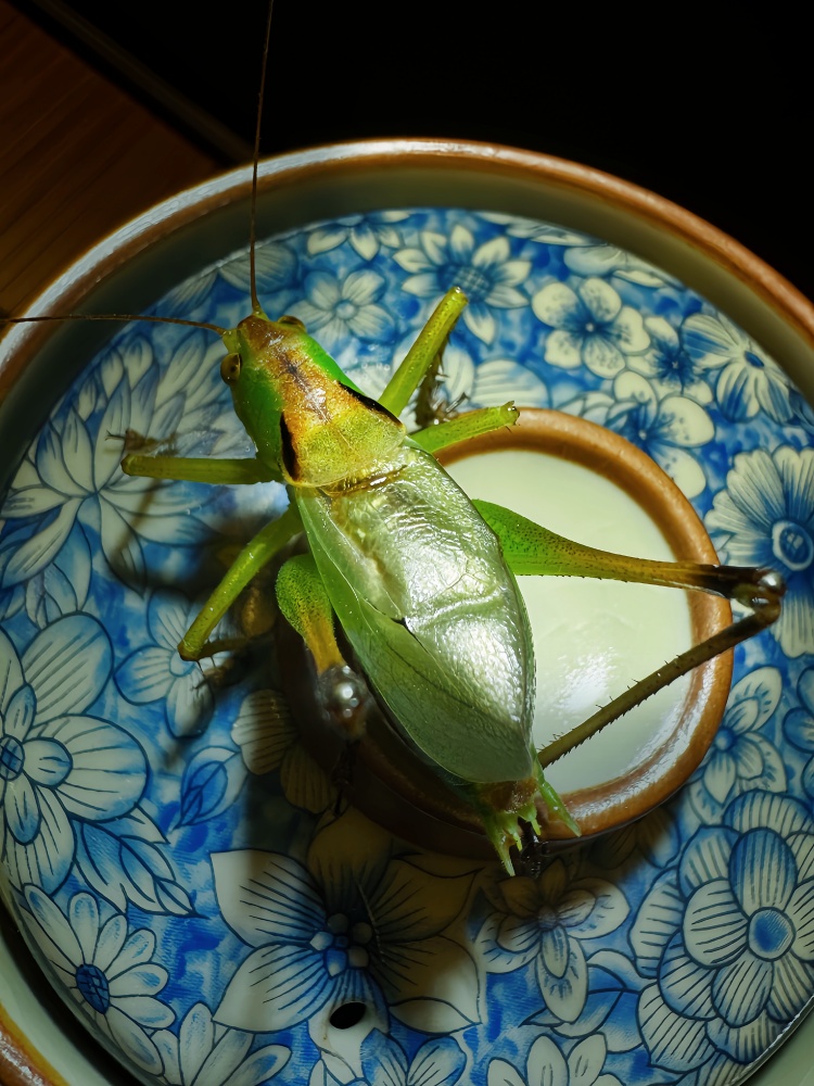 郝建伟潍坊通体翠绿大扎嘴