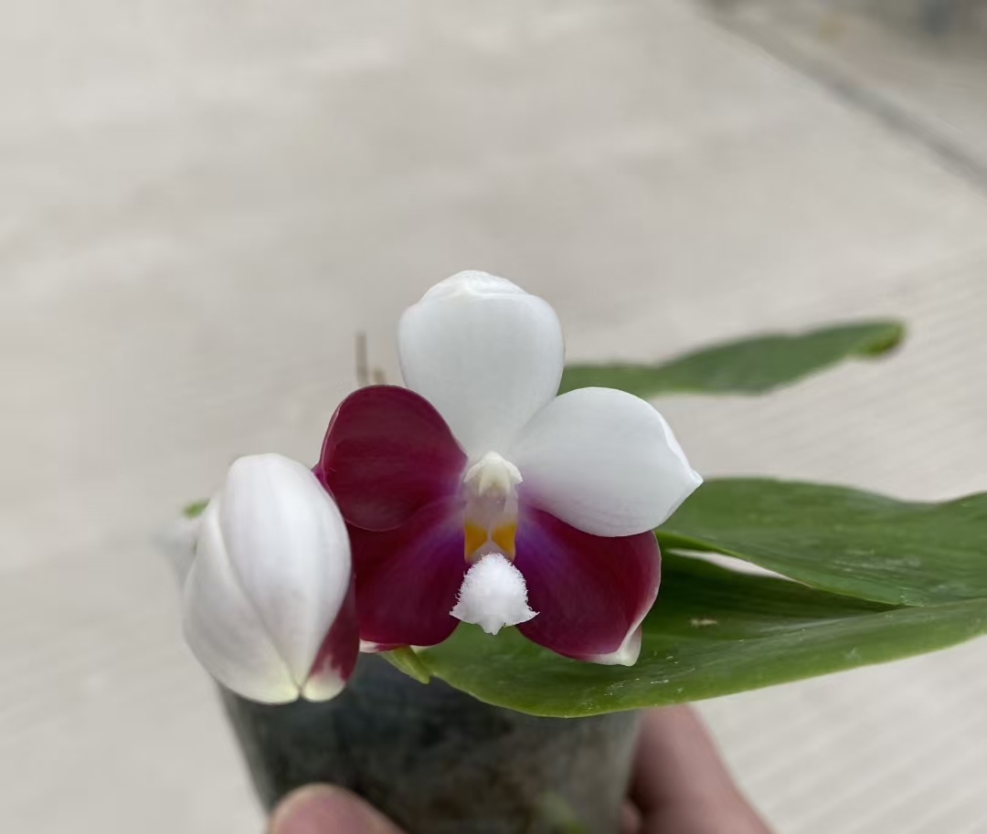 【大颗富贵鱼鱼】1.7寸蝴蝶兰