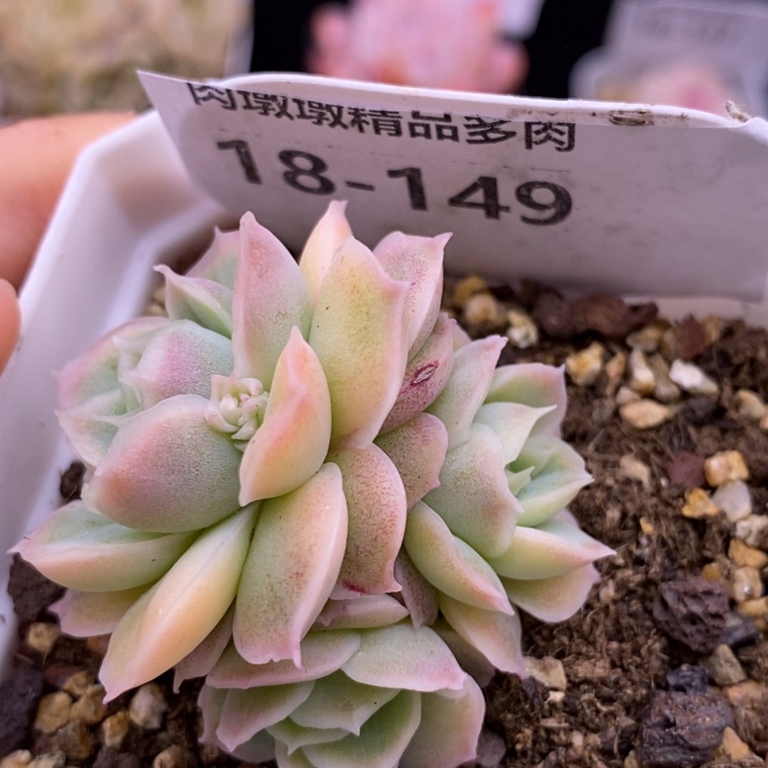 【闪购商品】18-149