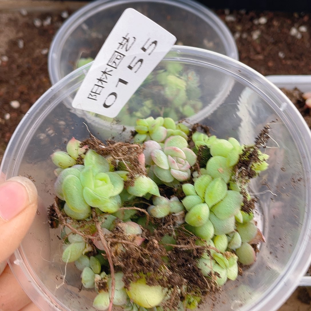 多肉植物多肉植物155