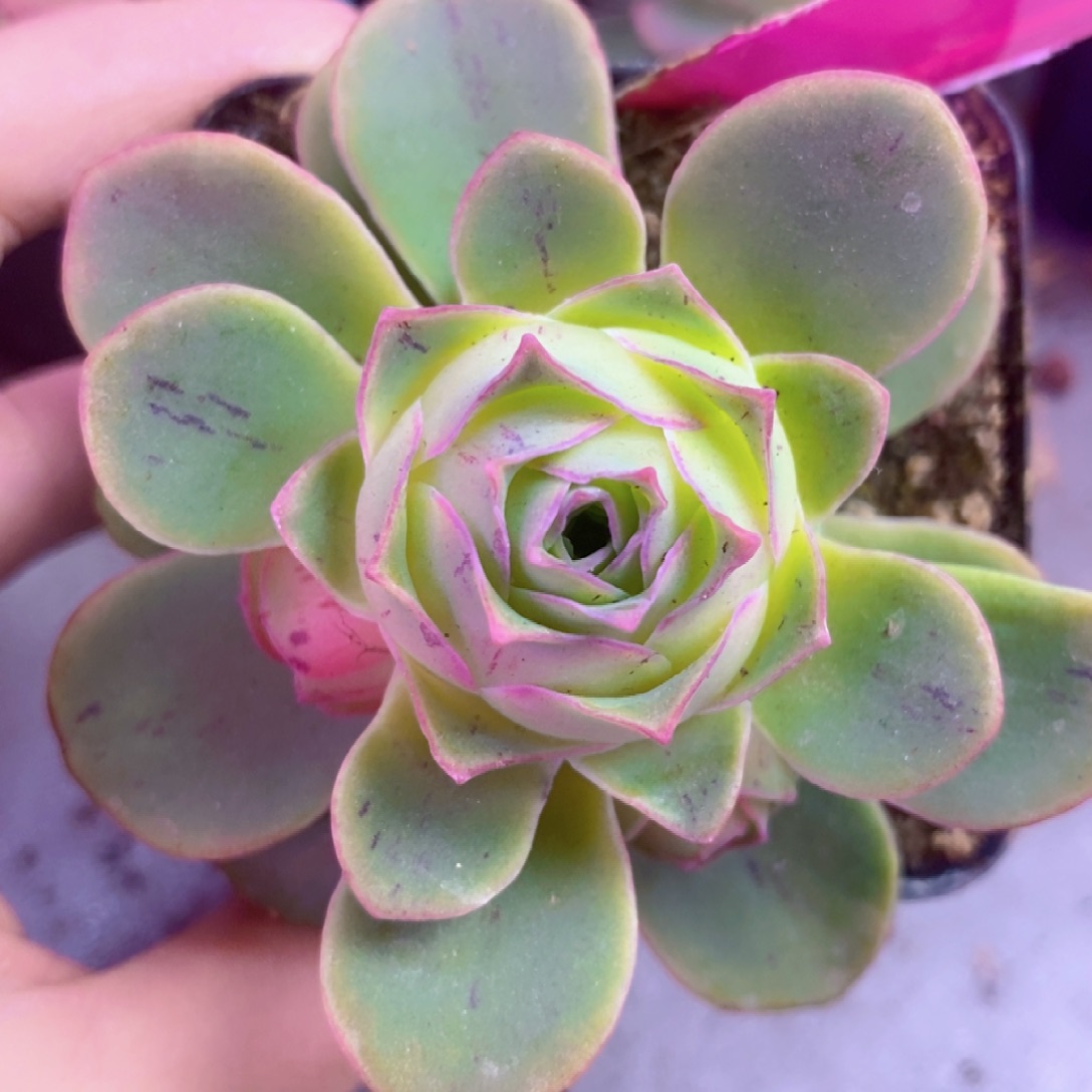 拖***王拖沓女天王12月Green会员100档一物一拍587