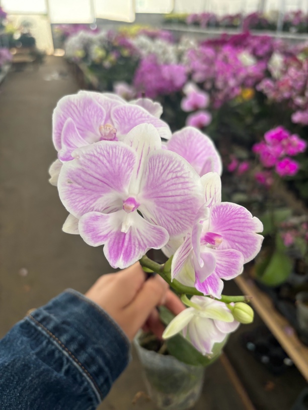 蝴蝶兰——(养乐多)开花发货