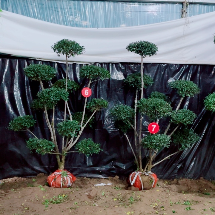 无花朵一物一拍一对一对