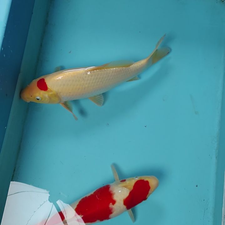 海水鱼观赏鱼锦鲤两尾