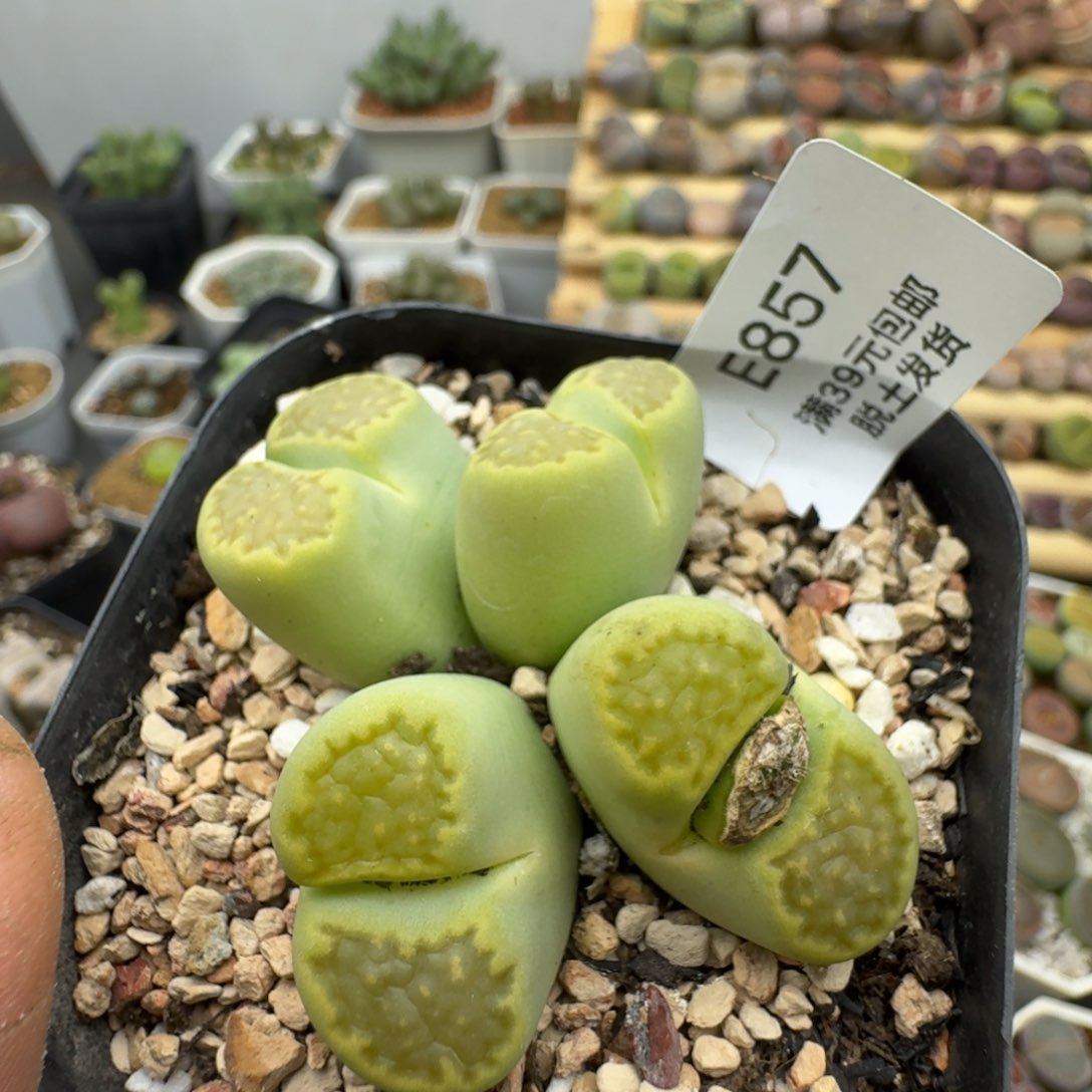 857哈哈哈哈哈哈哈哈哈