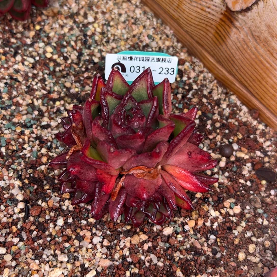 多肉一物一拍0314-233