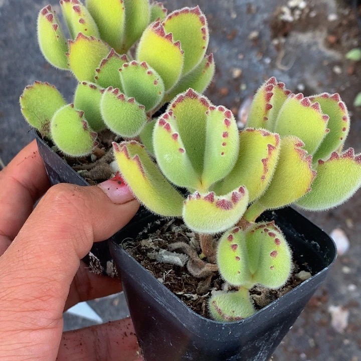 （满9.99包邮）熊童子 4-5cm 猫小姐多肉