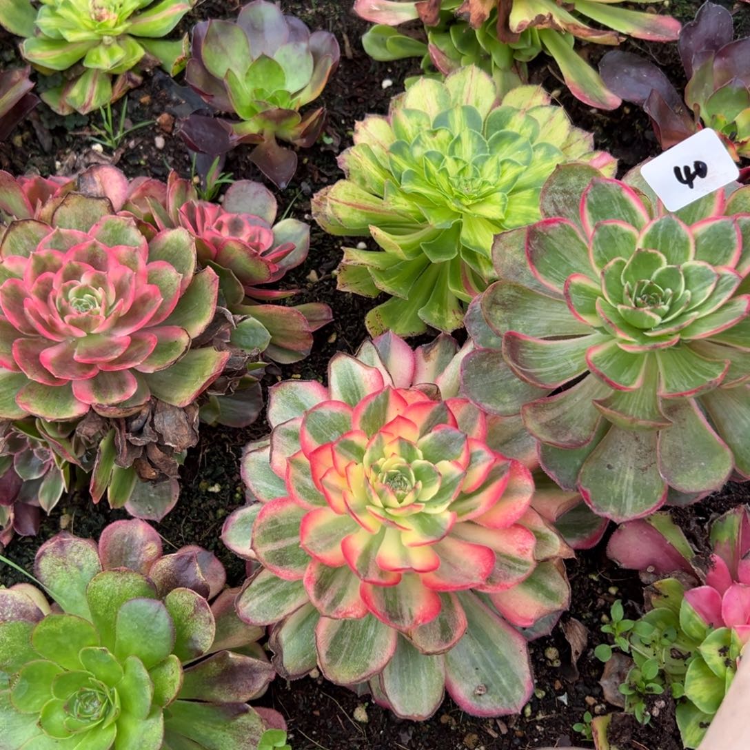 40四颗多肉嘻嘻嘻多肉