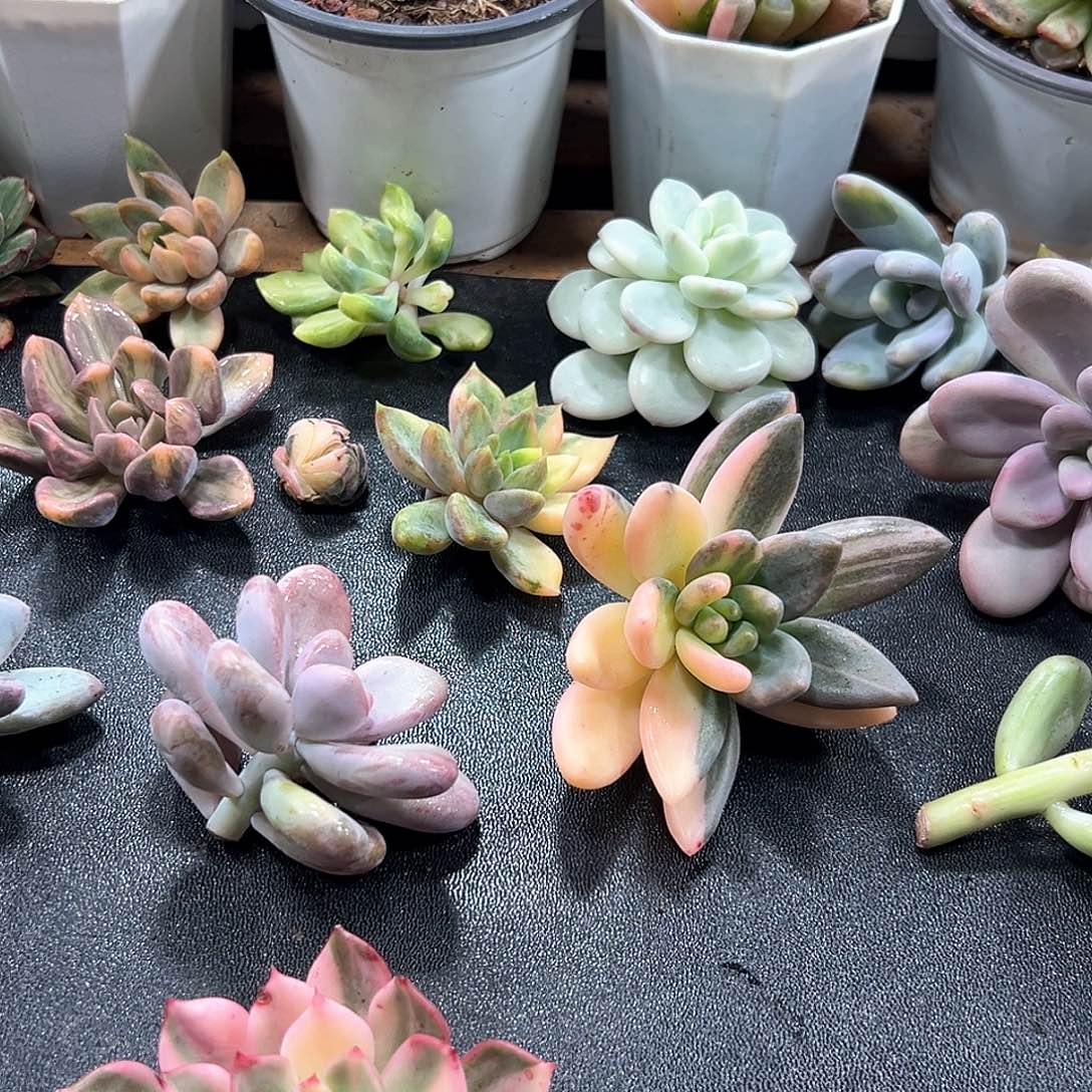 青***驴小方花圃一物一拍