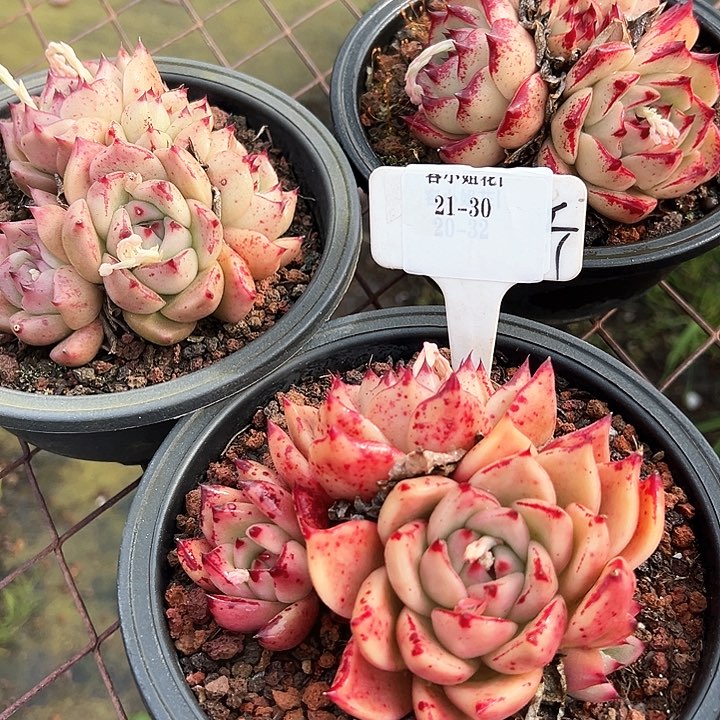 21.30皮蛋带盆一个