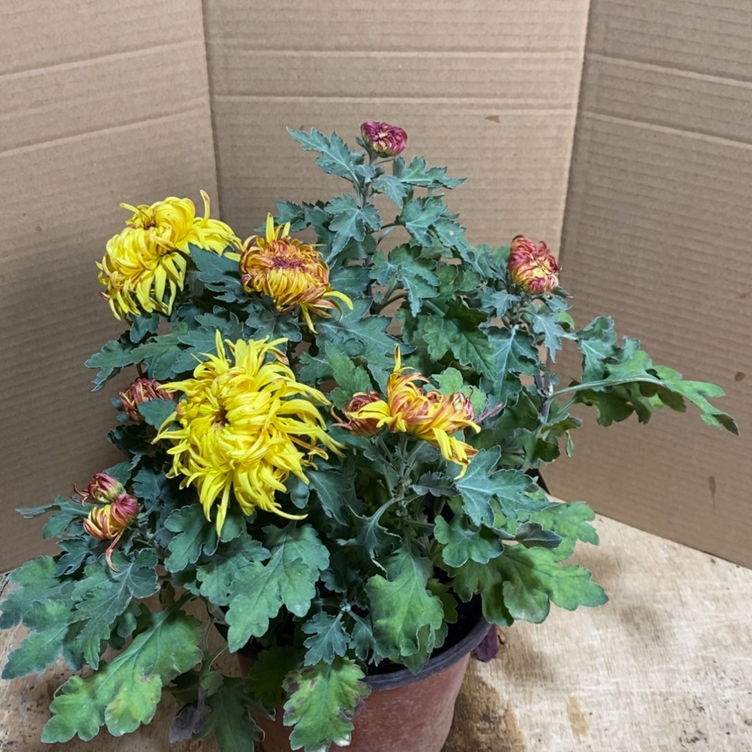 完全开放00000335