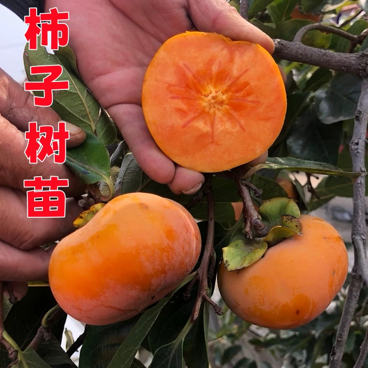 嫁接甜脆柿子树苗 盆栽地栽果树苗 南北方种植