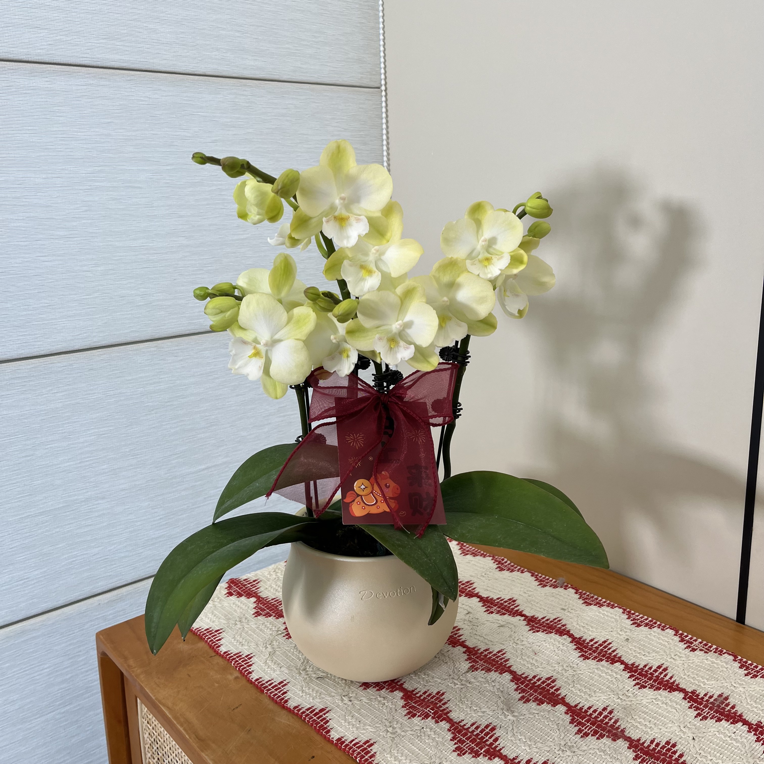 【玉兔】小清新黄白色大花舌蝴蝶兰 桌面绿植摆件 源头基地