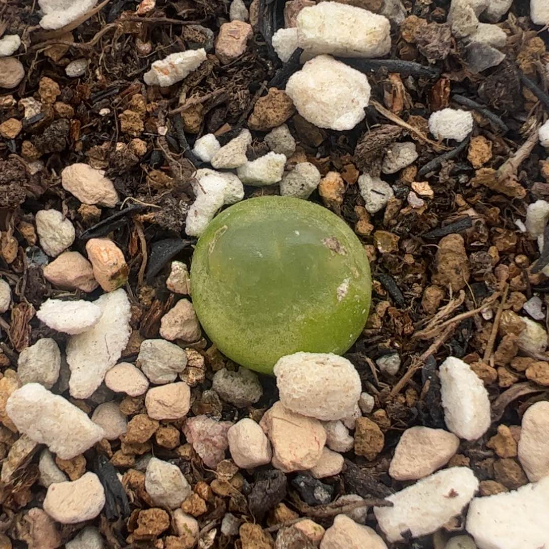 1厘米拉登多肉植物