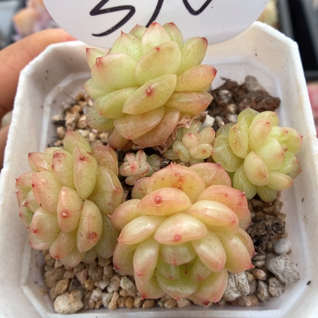 灯泡珍妮群生310号。 