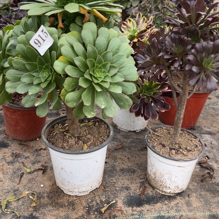 915绿法师➕黑法师包邮。        