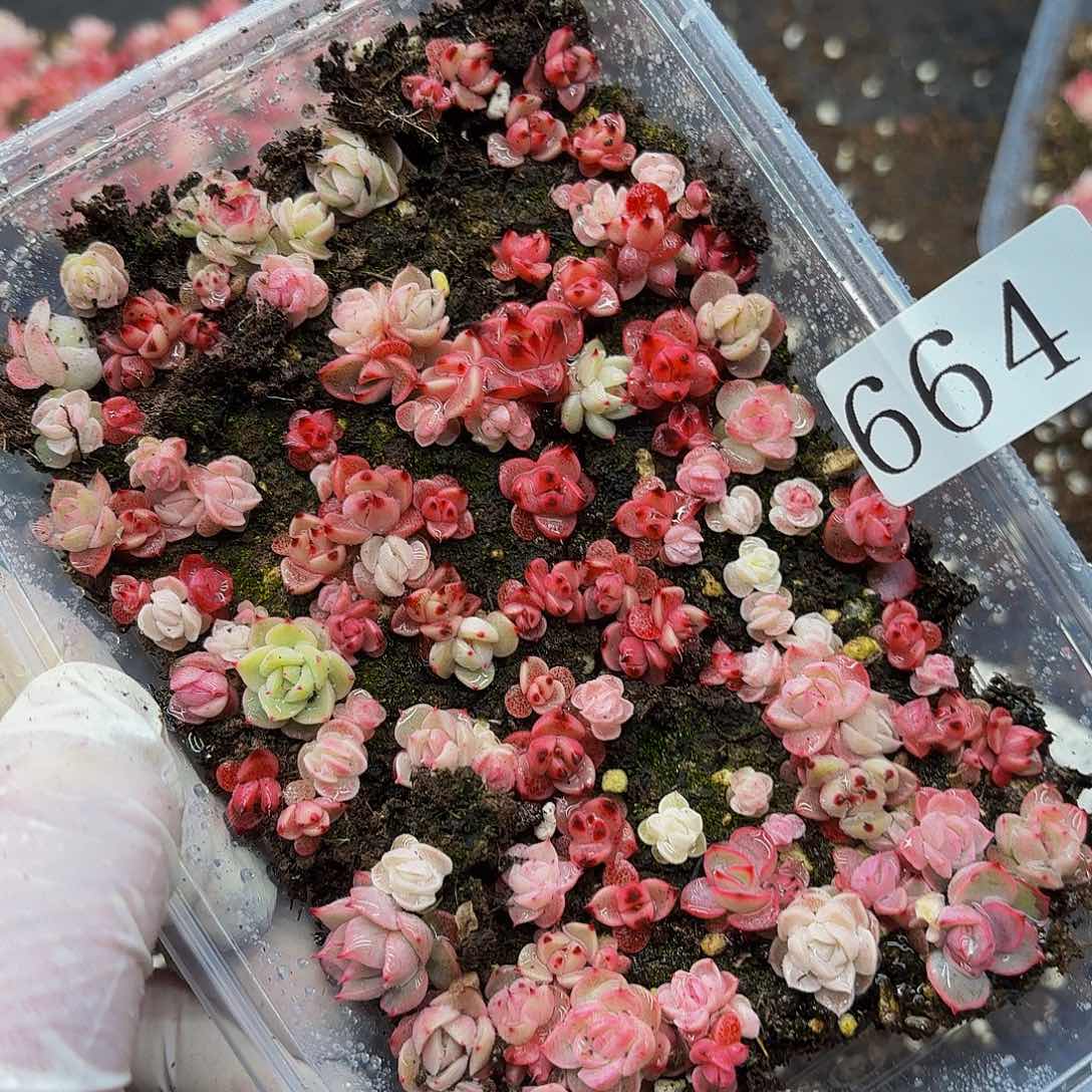 多肉植物多肉植物664