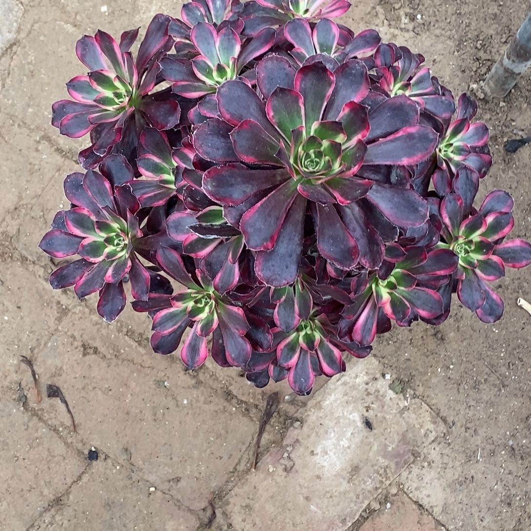 373 多肉植物不包断枝