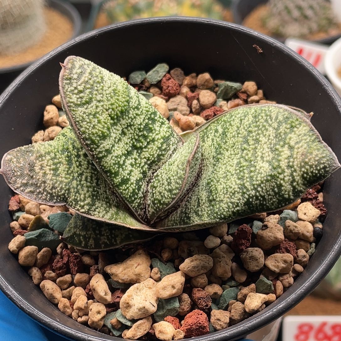 实生丸叶嘤啭卧牛