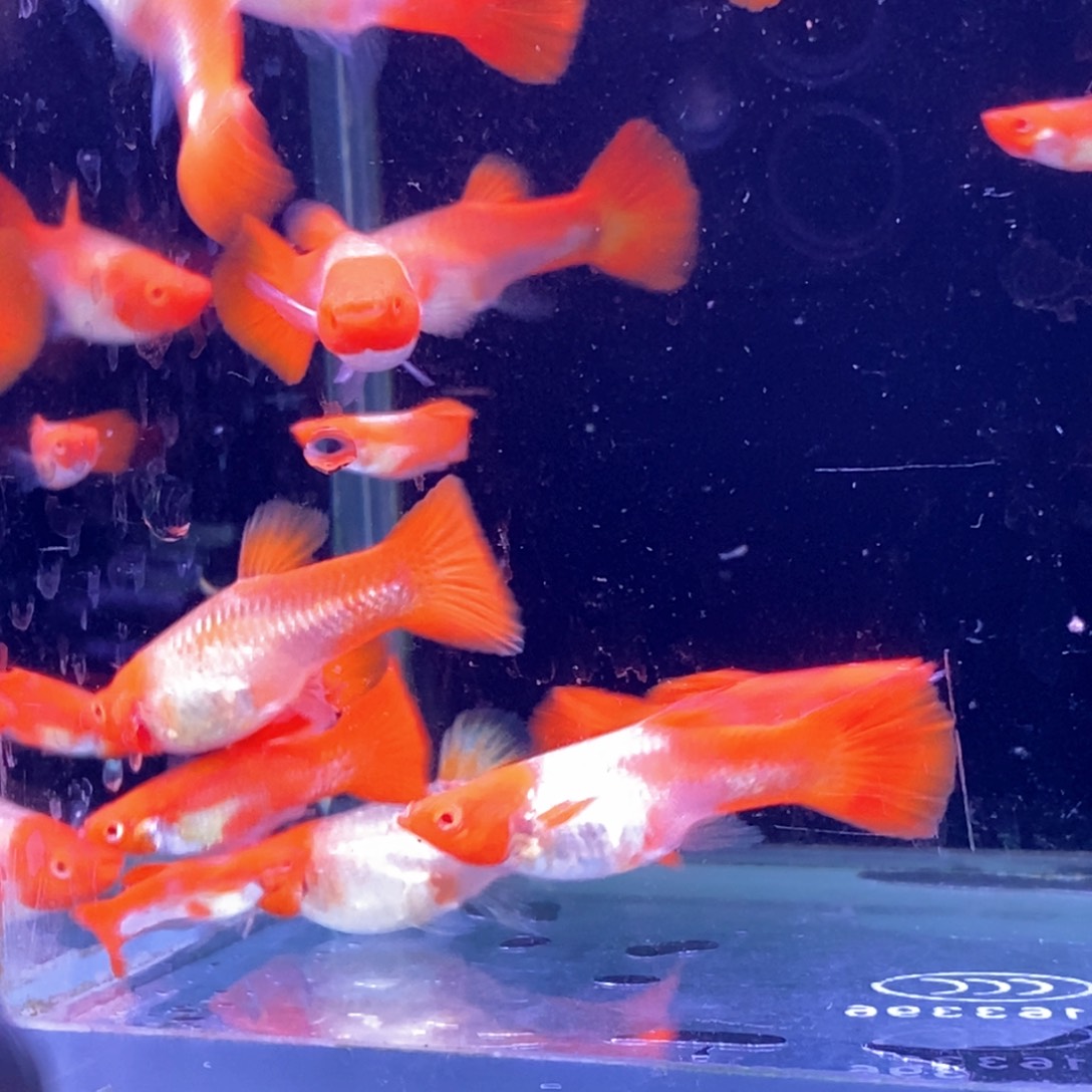 孔雀鱼福利红头20条包邮