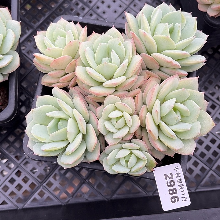 阿雅园艺。           2986恋曲