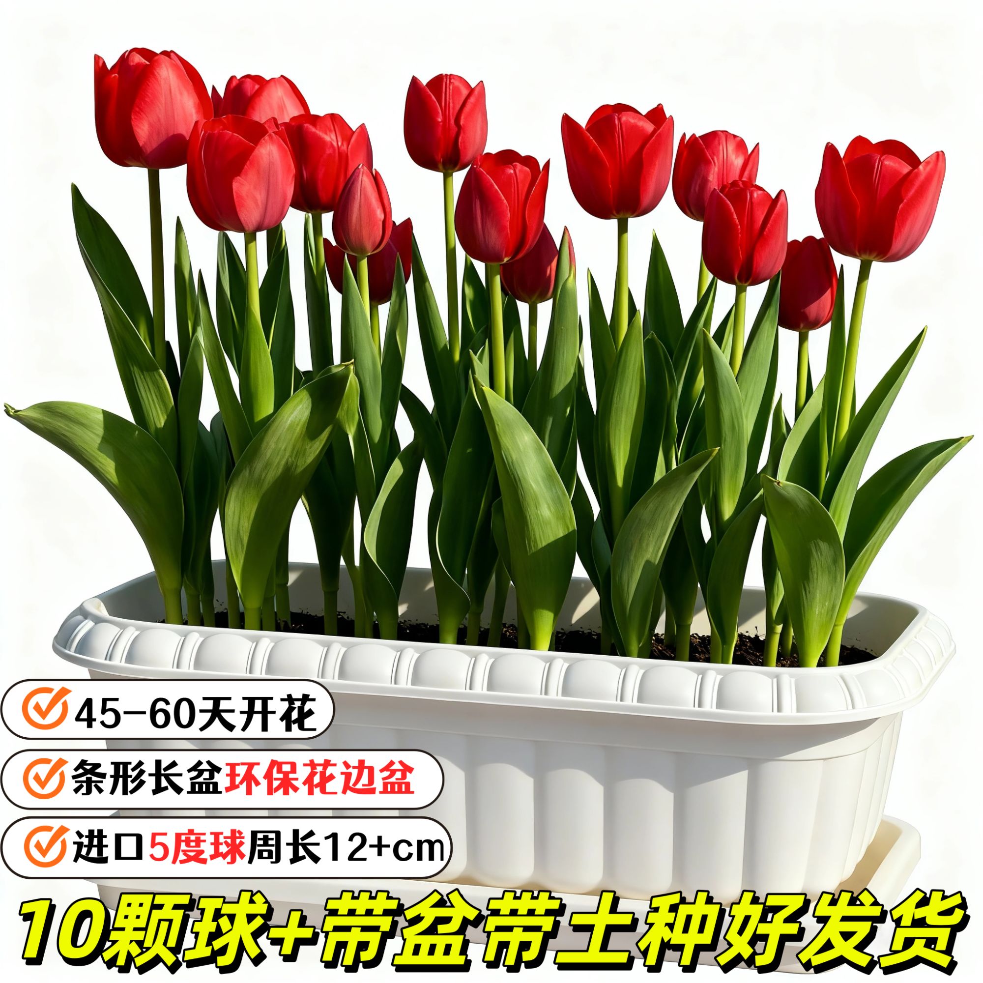 【10颗带盆土种好发货】高端长条型花边盆进口郁金香荷兰5度球
