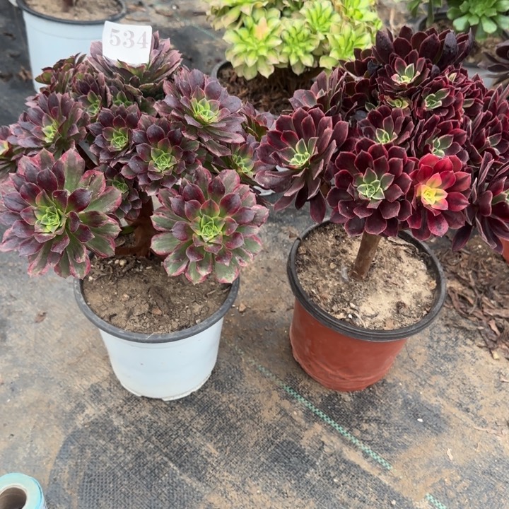 534水果糖➕金丝雀包邮。        