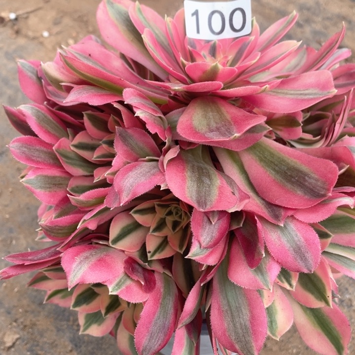 100多肉植物粉女巫