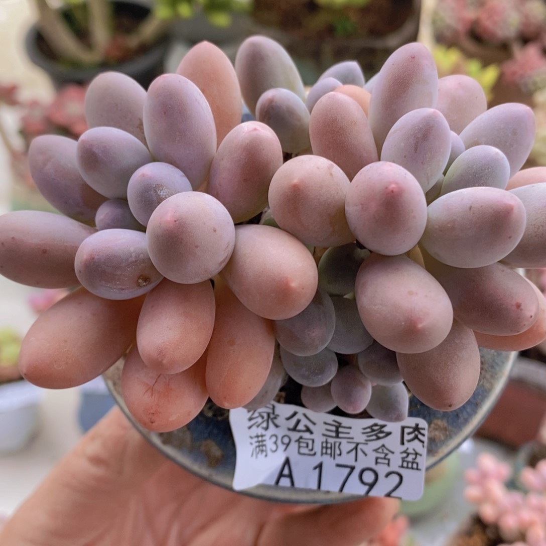 汤圆9cm1792多肉酱