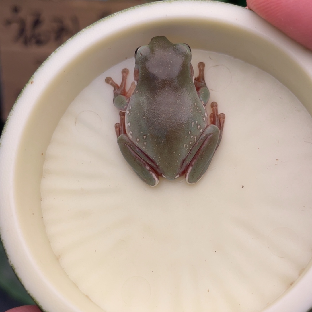 老爷树蛙福利超蓝，8号