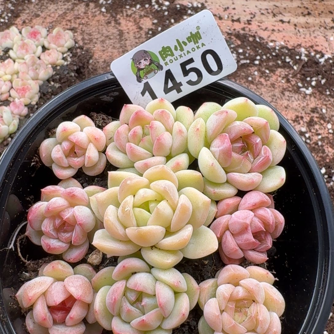 多肉植物多肉植物