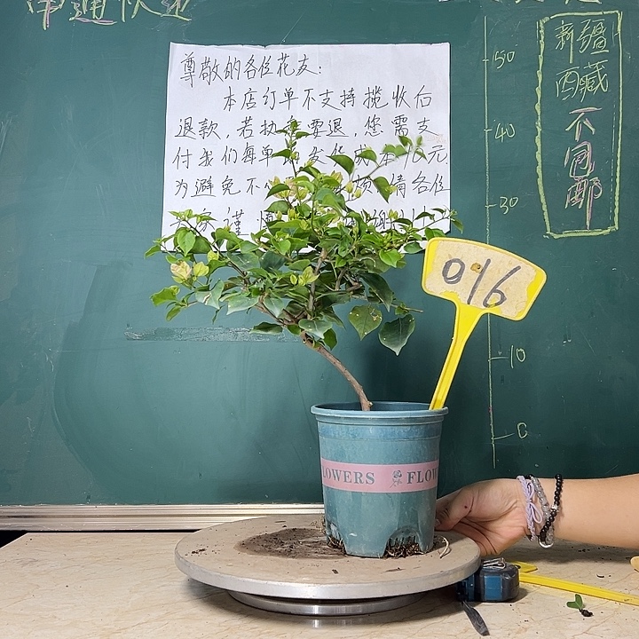 当前无花栽培后可以开花粉可爱 弯杆 016