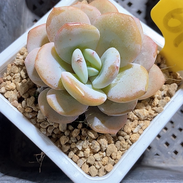 多肉植物韩版奶茶6107